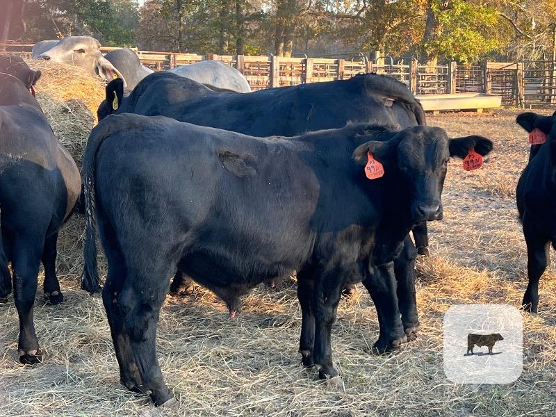 22 Reg. Brangus Bulls... S. Central AL thumbnail 4