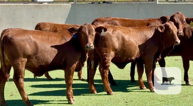 8 Beefmaster & Beefmaster Cross Rep. Heifers... Central TX thumbnail 2