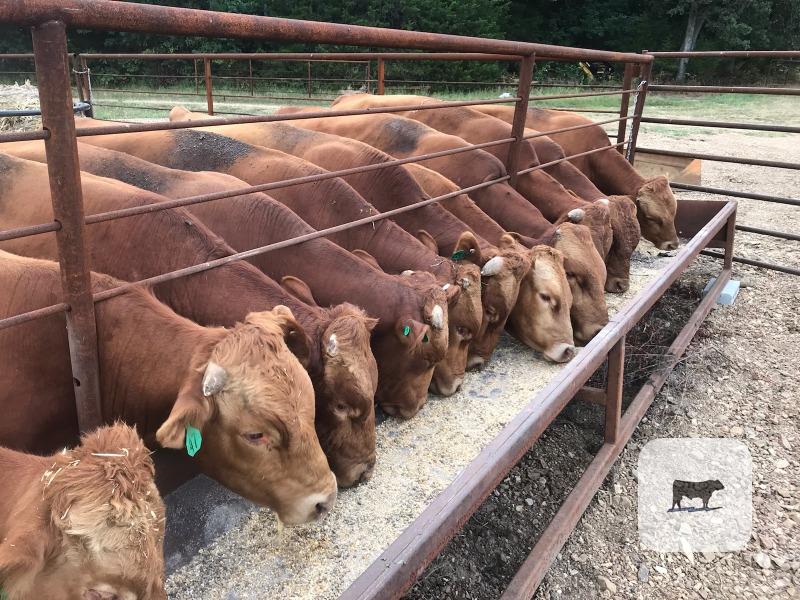 14 Reg. Akaushi/Wagyu Bulls... W. Central MO