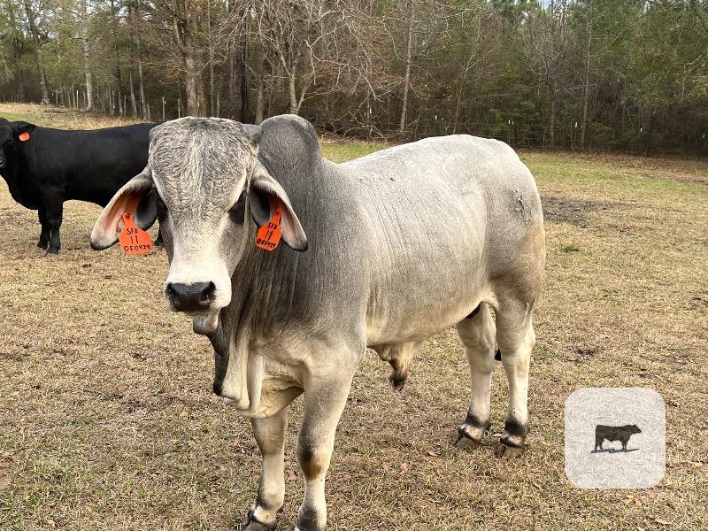 3 Reg. Brahman Bulls... S. Central AL thumbnail 6