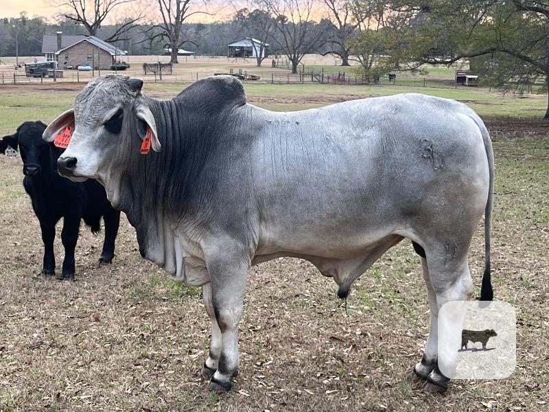 3 Reg. Brahman Bulls... S. Central AL