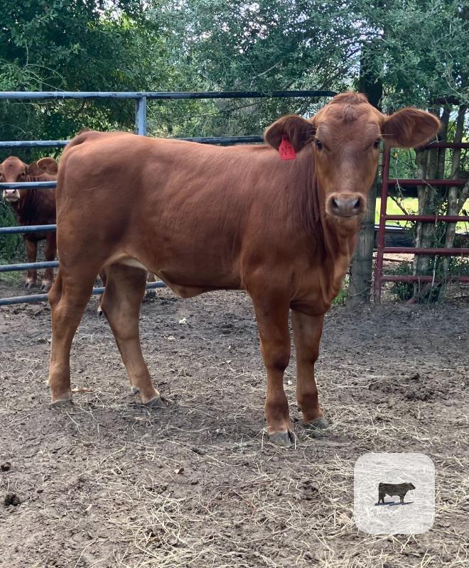 4 Beefmaster/Simmental Rep. Heifers... Southeast TX thumbnail 4