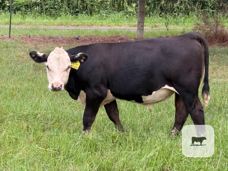 1 Reg. Black Hereford Bull Calf... East TX