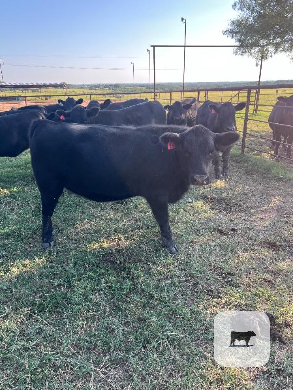 262 Angus Rep. Heifers... Central TX