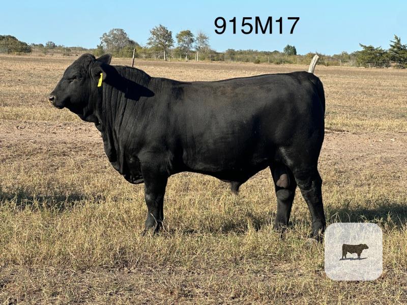18 Reg. Brangus Bulls... S. Central TX thumbnail 6