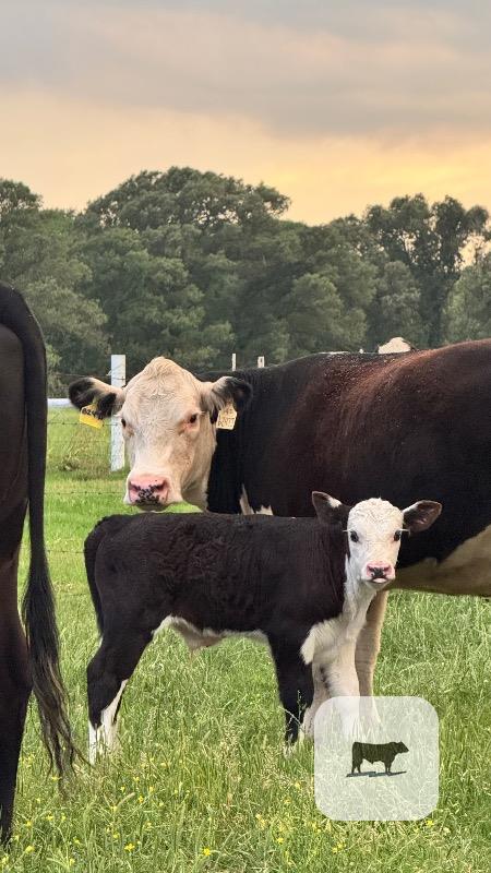 1 Reg. Black Hereford Bull... East TX