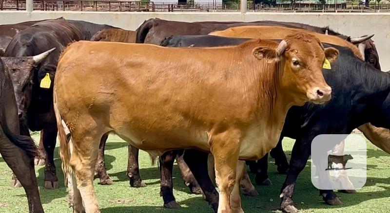 16 Wagyu, Wagyu Cross & Akaushi Feeder Steers... Central TX thumbnail 4