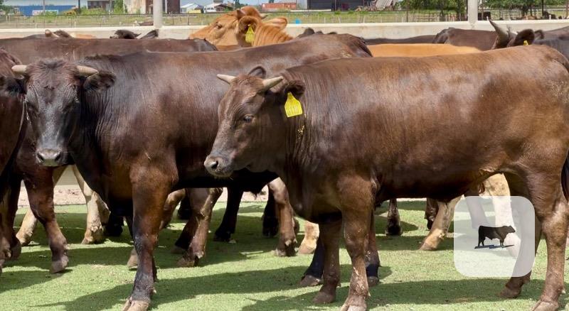 16 Wagyu, Wagyu Cross & Akaushi Feeder Steers... Central TX thumbnail 6