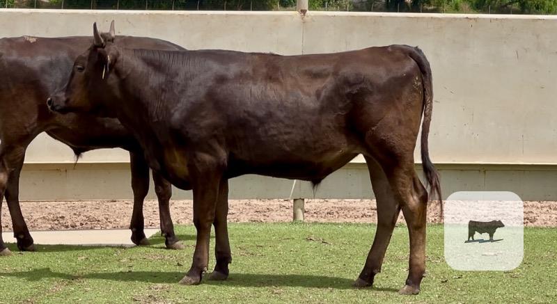 11 Wagyu & Wagyu/Angus Feeder Steers... Central TX thumbnail 2