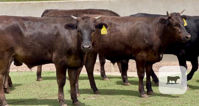11 Wagyu & Wagyu/Angus Feeder Steers... Central TX