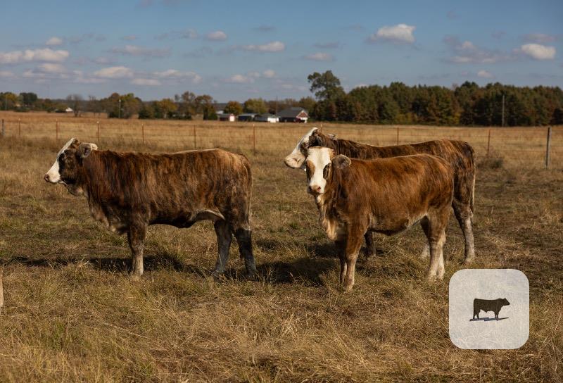 16 F1 Braford/Tigerstripe Rep. Heifers... W. Central AR thumbnail 2
