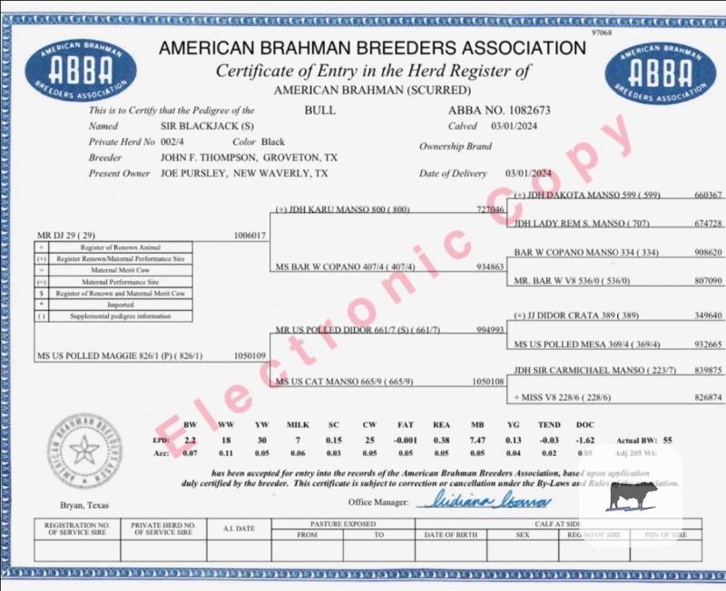 2 Reg. Brahman Bulls... East TX thumbnail 6