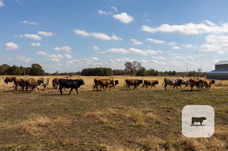 16 F1 Braford/Tigerstripe Rep. Heifers... W. Central AR thumbnail 3