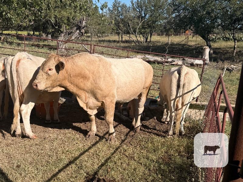 1 Charolais Bull... Central TX