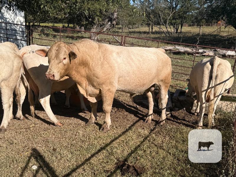 1 Charolais Bull... Central TX thumbnail 2
