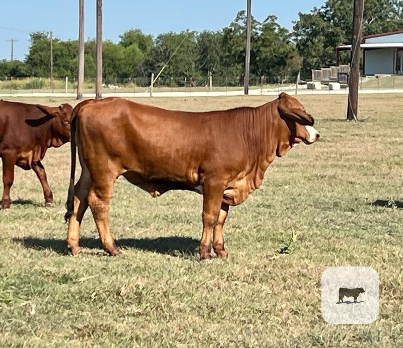 40 Beefmaster, Santa Gertrudis & Crossbred Rep. Heifers... Central TX thumbnail 3