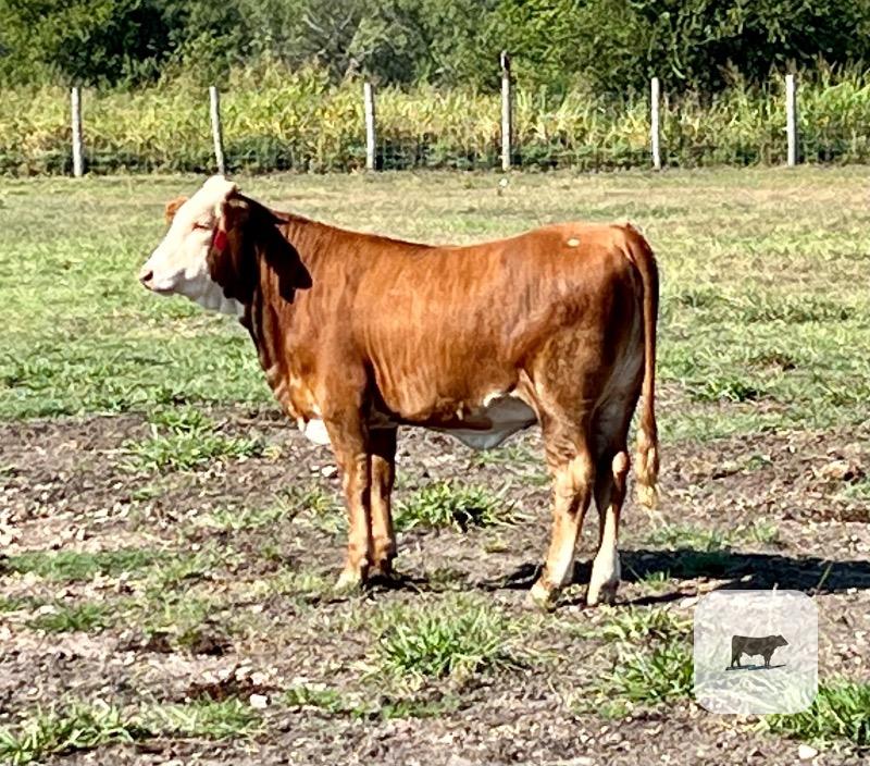 40 Beefmaster, Santa Gertrudis & Crossbred Rep. Heifers... Central TX thumbnail 4
