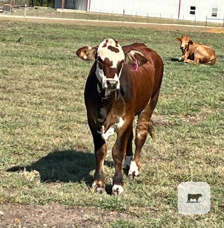 40 Beefmaster, Santa Gertrudis & Crossbred Rep. Heifers... Central TX thumbnail 5