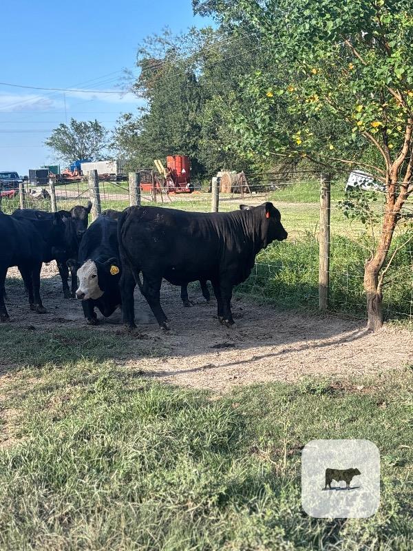 9 Brangus & Charolais Rep. Heifers... S. Central LA thumbnail 2
