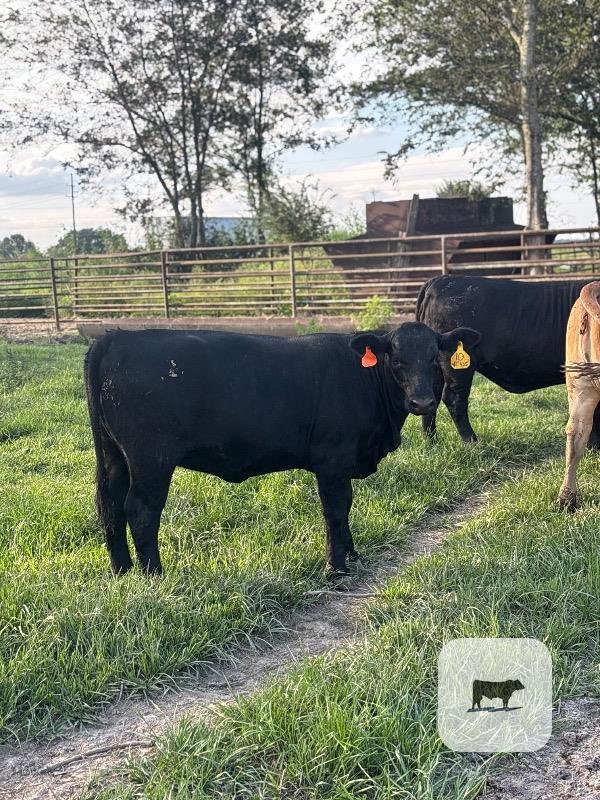 9 Brangus & Charolais Rep. Heifers... S. Central LA thumbnail 5