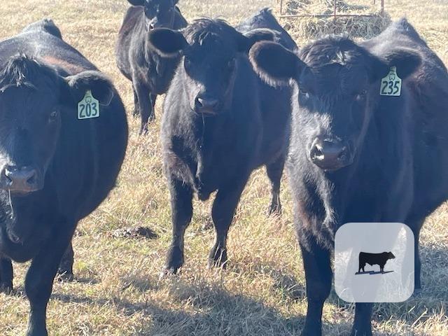 9 Angus Bred Heifers... North TX thumbnail 5