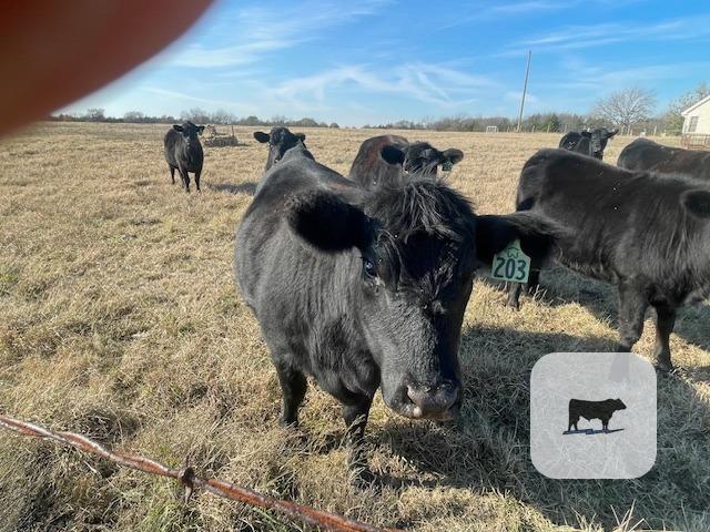 9 Angus Bred Heifers... North TX thumbnail 2
