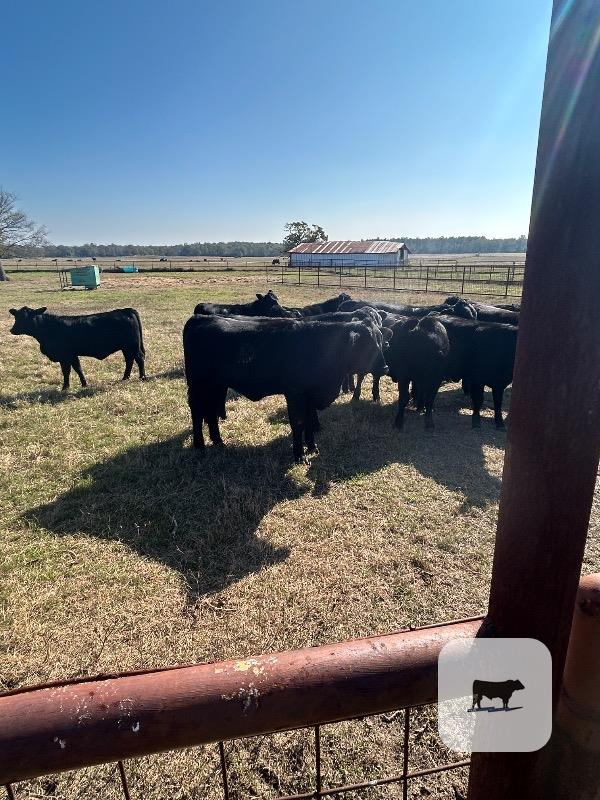 9 Brangus Rep. Heifers... East TX thumbnail 3