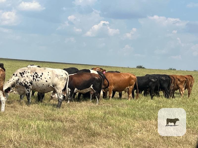20 Black, BMF, Red & Yellow Crossbred Cows... Central TX thumbnail 3