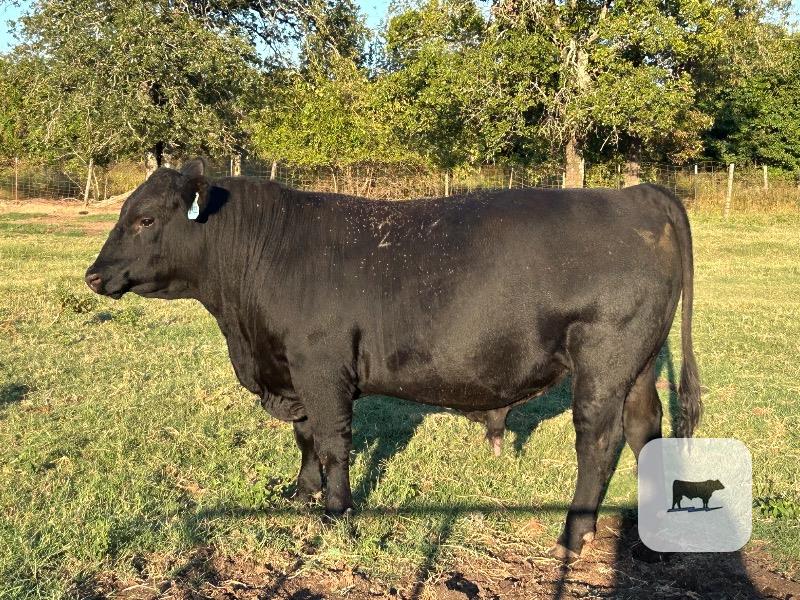 3 Reg. Angus Bulls... Southeast OK thumbnail 2