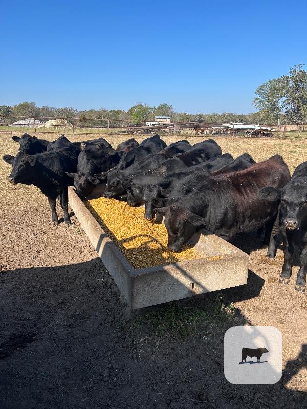 9 Brangus Rep. Heifers... East TX thumbnail 2