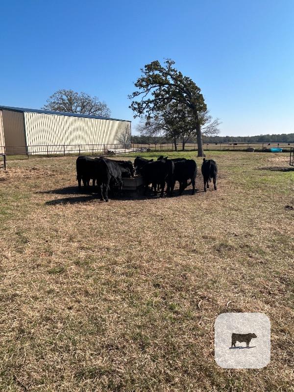 9 Brangus Rep. Heifers... East TX