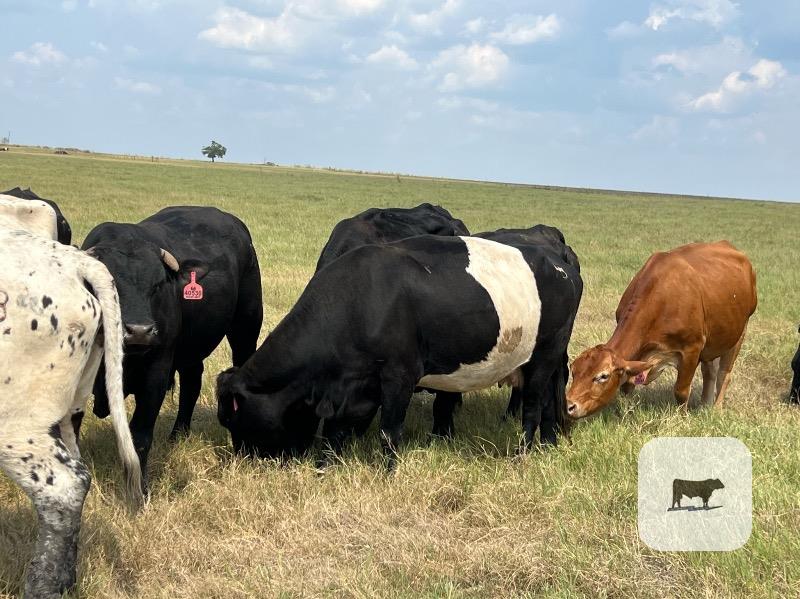 20 Black, BMF, Red & Yellow Crossbred Cows... Central TX thumbnail 4