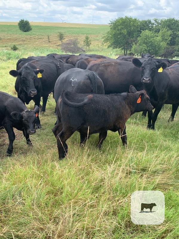 311 Reg. Angus Bull Calves... North TX thumbnail 2