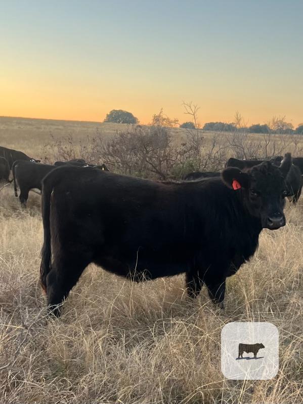 9 Angus Rep. Heifers... Central TX