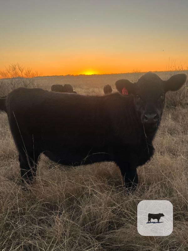 9 Angus Rep. Heifers... Central TX thumbnail 3