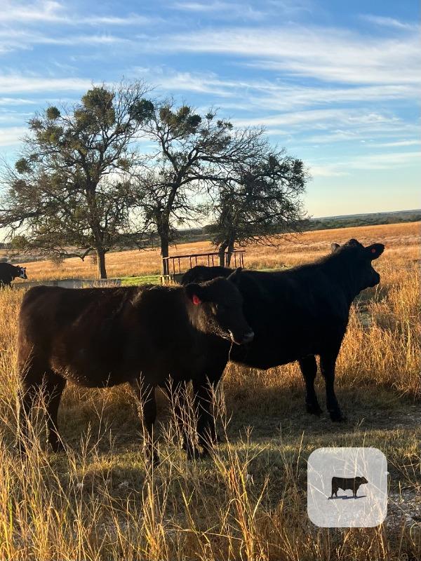 9 Angus Rep. Heifers... Central TX thumbnail 4