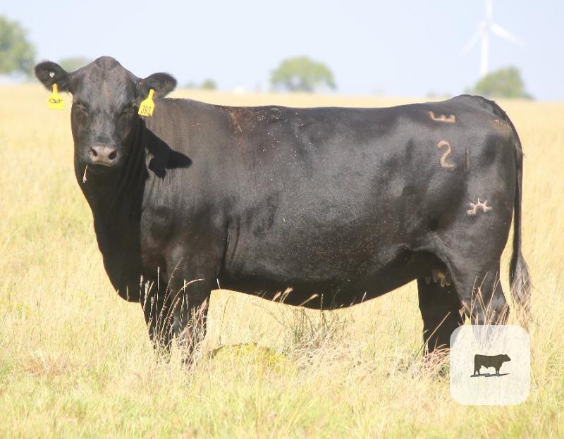 281 Angus & BWF Cows... TX Panhandle thumbnail 4