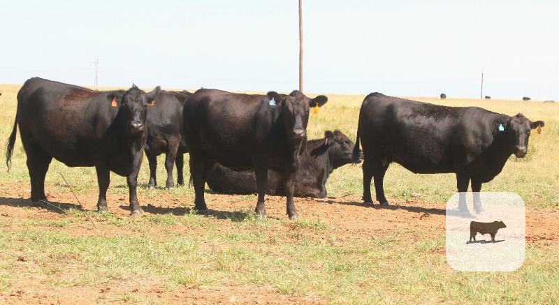 281 Angus & BWF Cows... TX Panhandle thumbnail 2