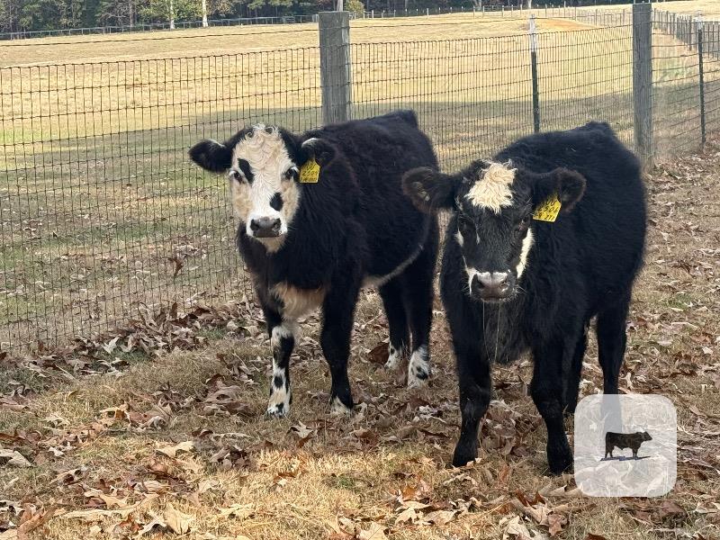 2 Reg. Black Hereford Rep. Heifers... East TX