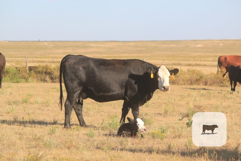 142 Angus & BWF Pairs... TX Panhandle thumbnail 2