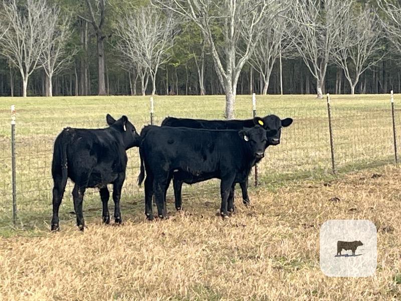 3 Reg. Angus Rep. Heifers... Southeast LA thumbnail 2