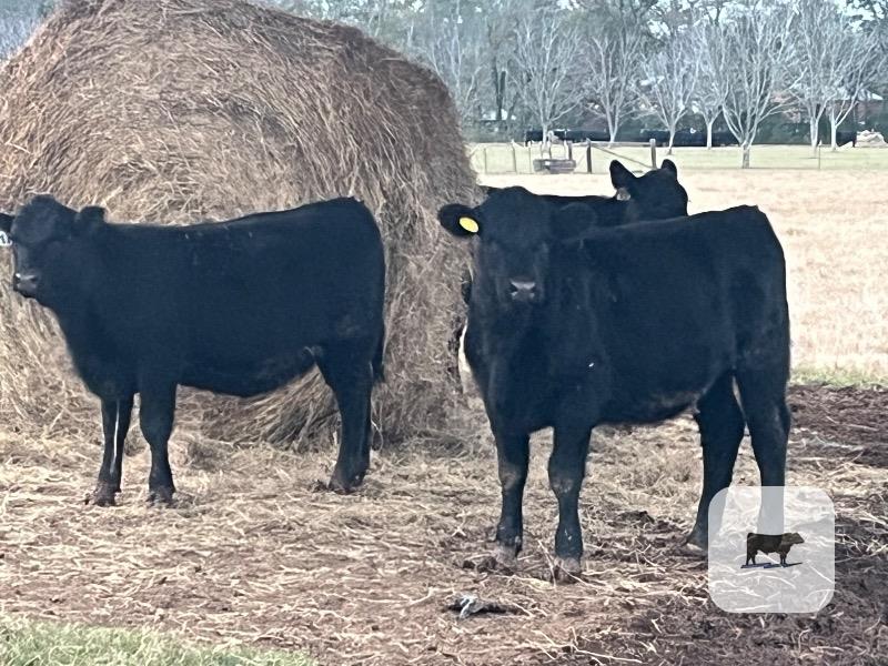 3 Reg. Angus Rep. Heifers... Southeast LA