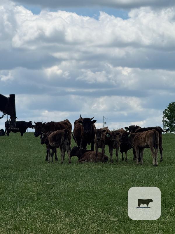12 Reg. Wagyu Pairs... Southwest MO