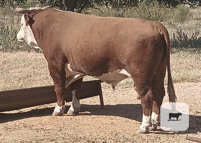 10 Reg. Horned Hereford Bulls... Central TX thumbnail 2