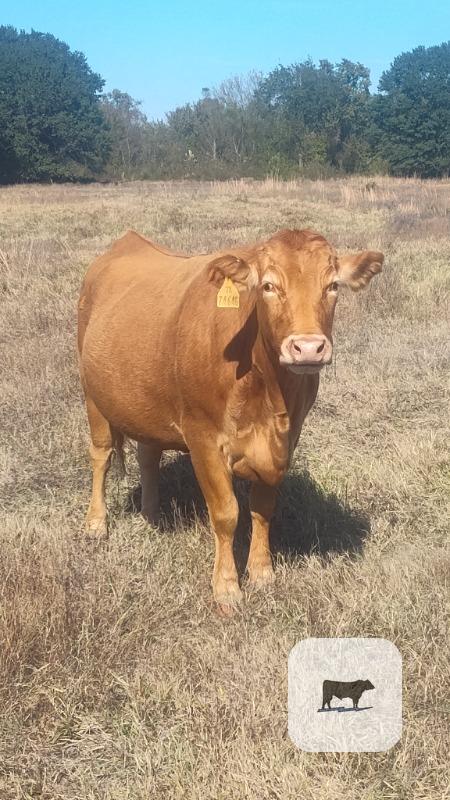 4 Reg. Akaushi Cows... Southeast OK