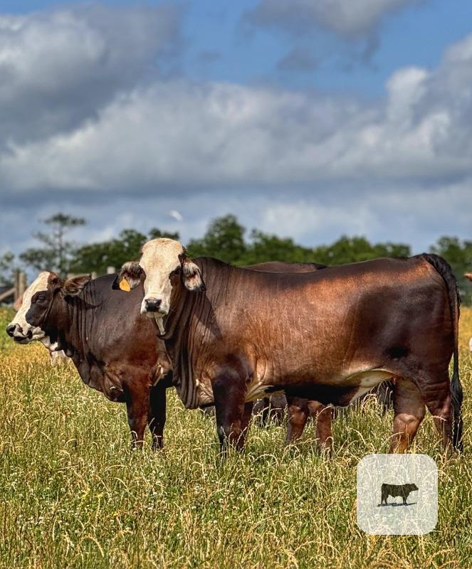 47 Tigerstripe & Brangus Bred Heifers... Southeast MS thumbnail 3