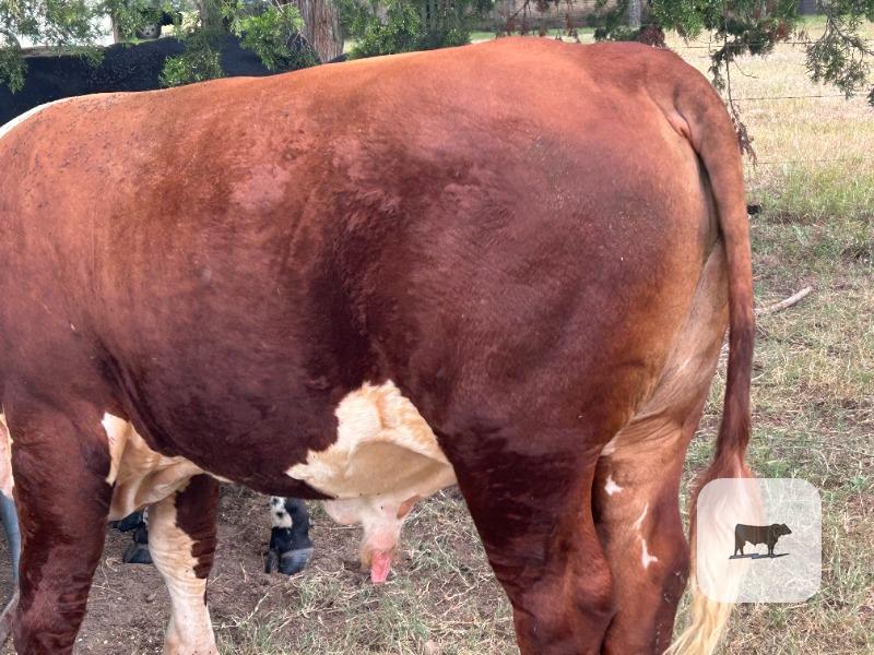 1 Hereford Bull... Southeast TX thumbnail 4