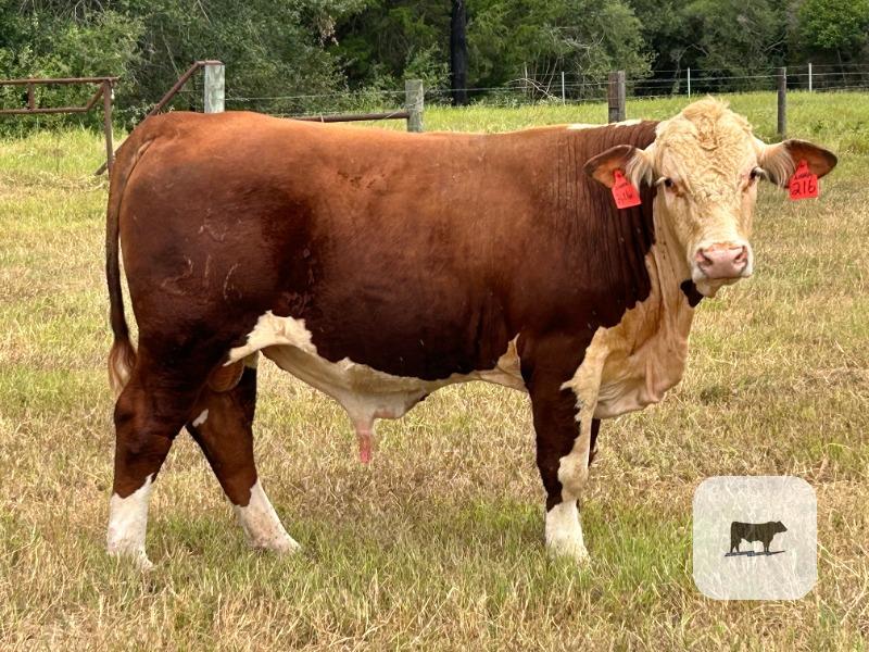 1 Hereford Bull... Southeast TX thumbnail 3