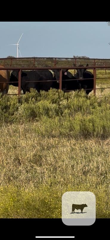 19 Angus Bred Heifers w/ 1+ Calf... Central TX