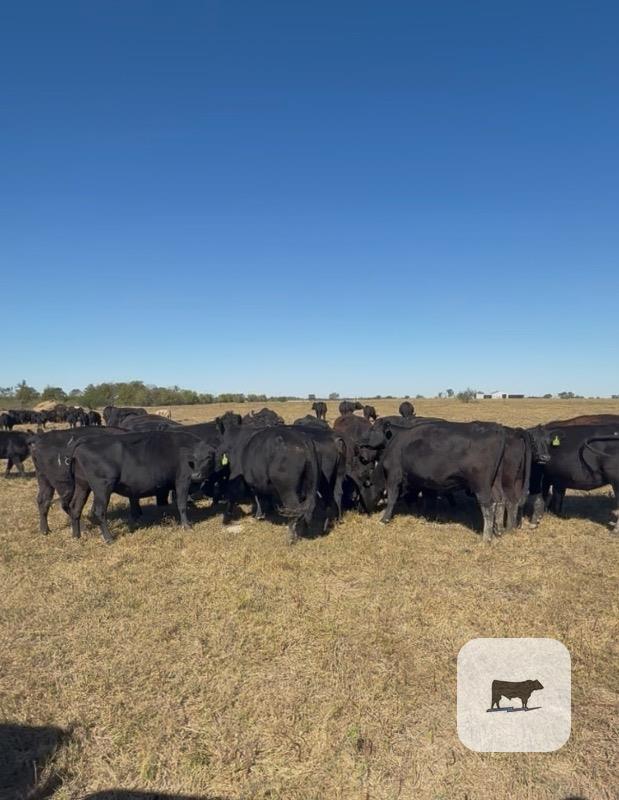 30 Angus Cows... Central TX thumbnail 3
